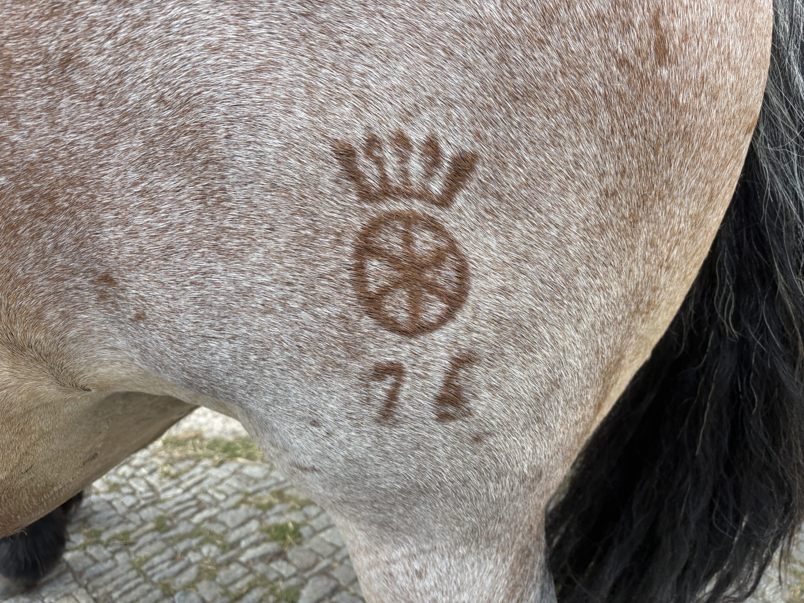 Detailansicht des Brandzeichens eines Rheinisch-Deutschen Kaltbluts am Münchshof Gotha