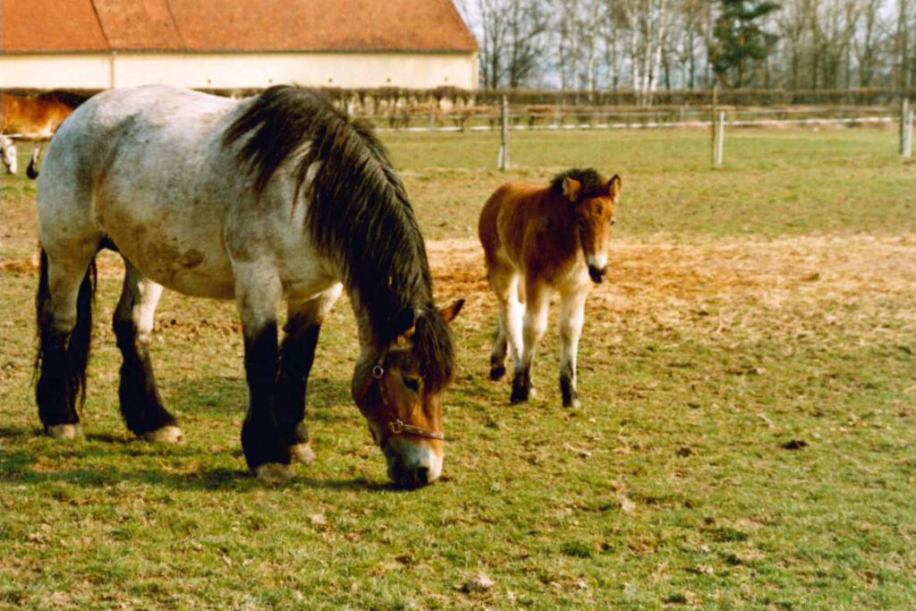 Vroni mit ihrem Fohlen Valeria