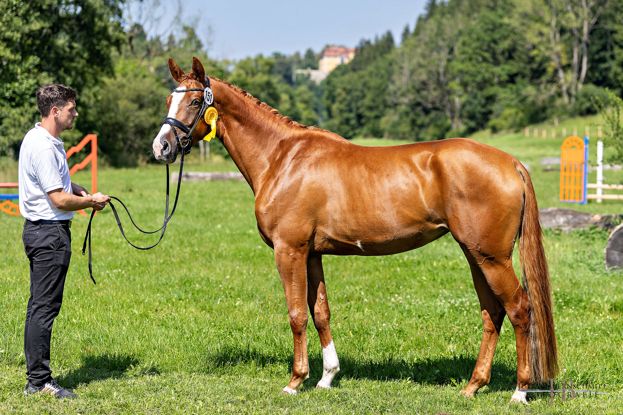 Rosalie mit gelber Schleife und zugewandtem Kopf auf einer Wiese